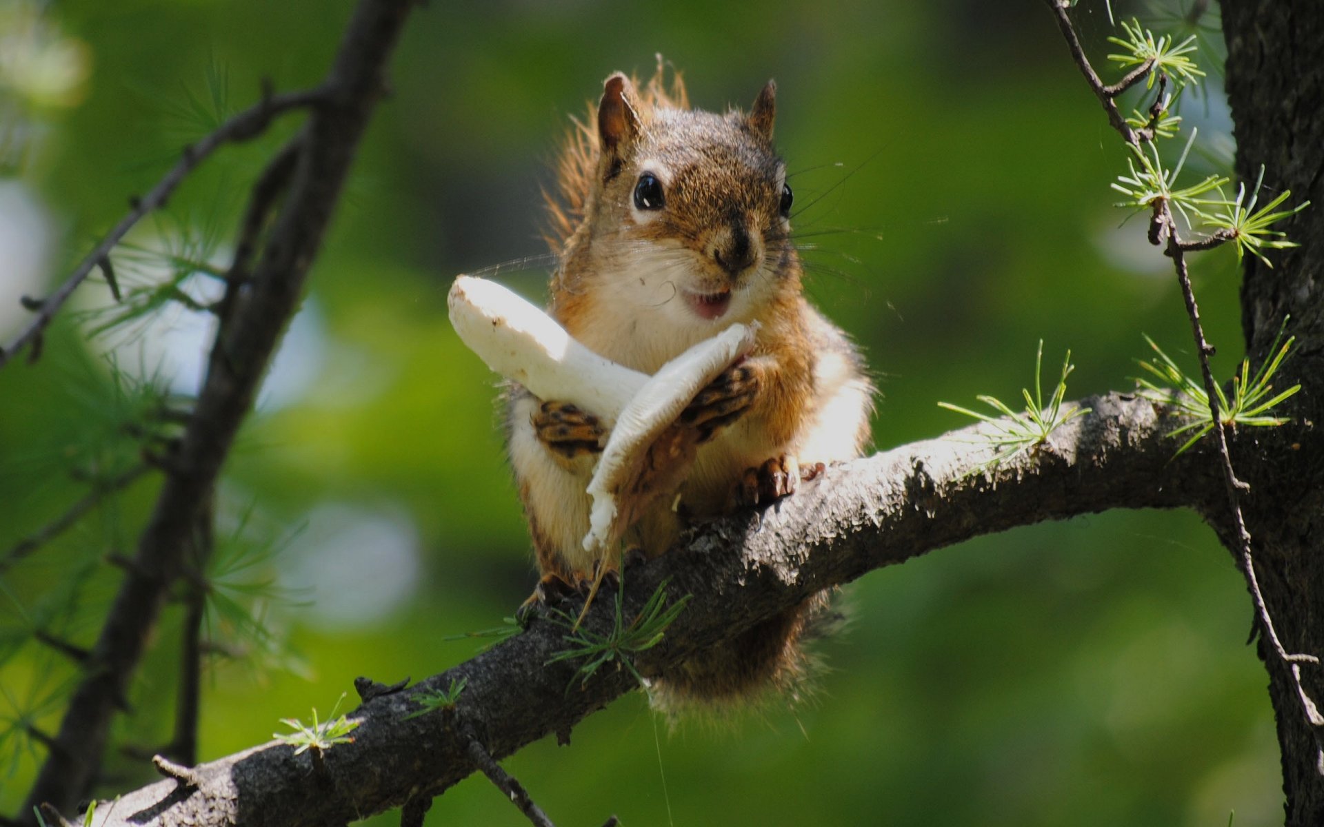 eichhörnchen baum zweig essen pilz