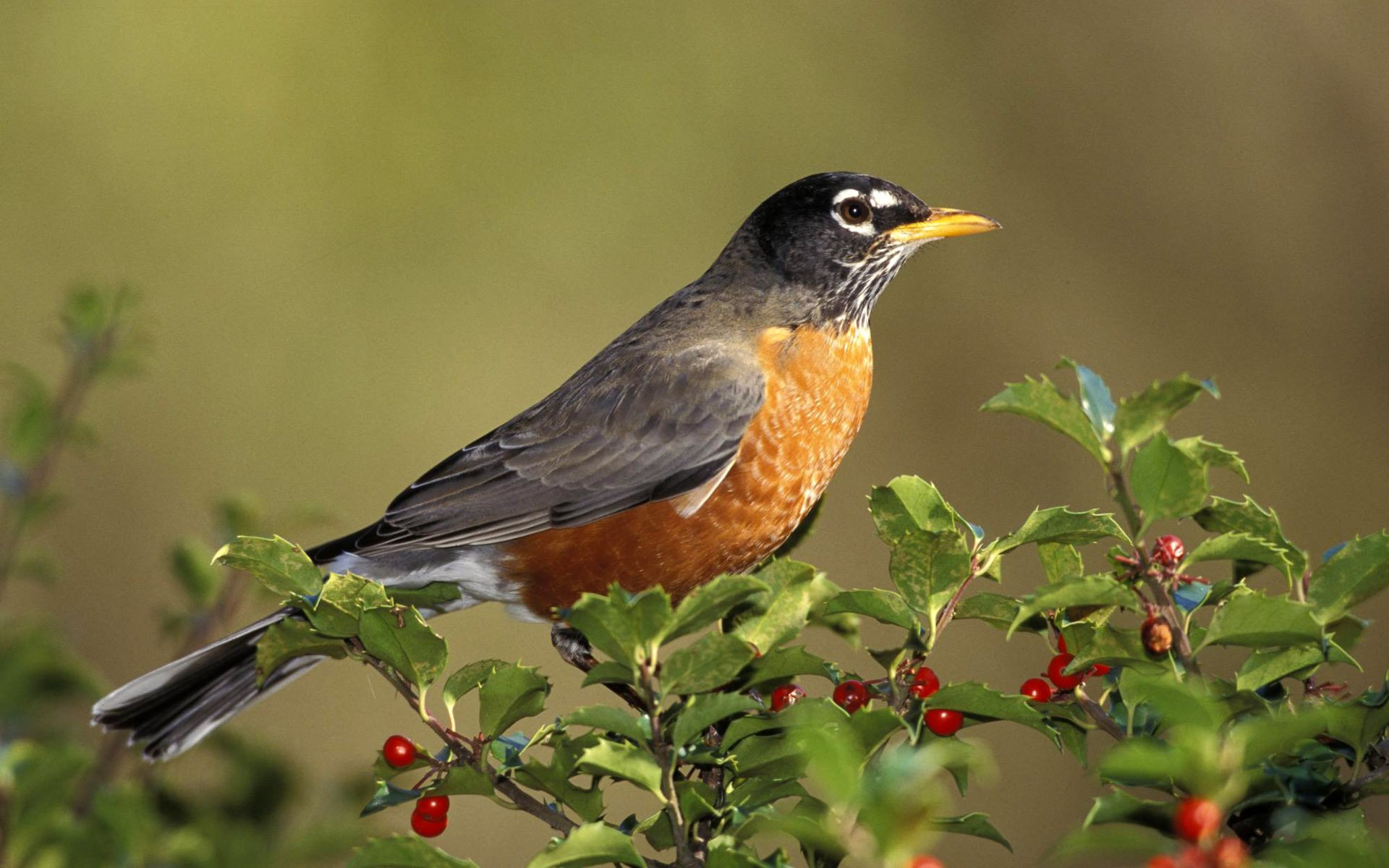 pájaro gorrión en la rama pájaro dar vasya