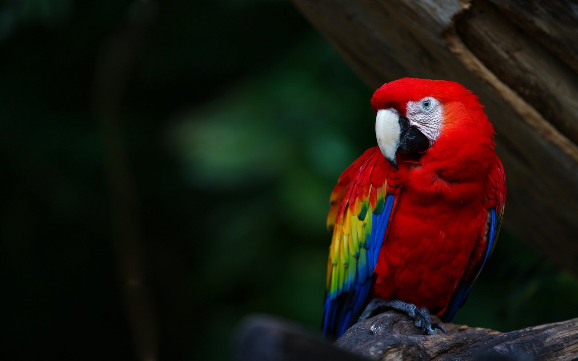 bird parrot macaw colors bright feathers beak