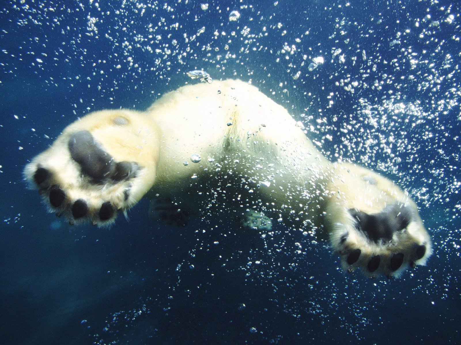 blanco oso vista espalda patas agua burbujas aire natación