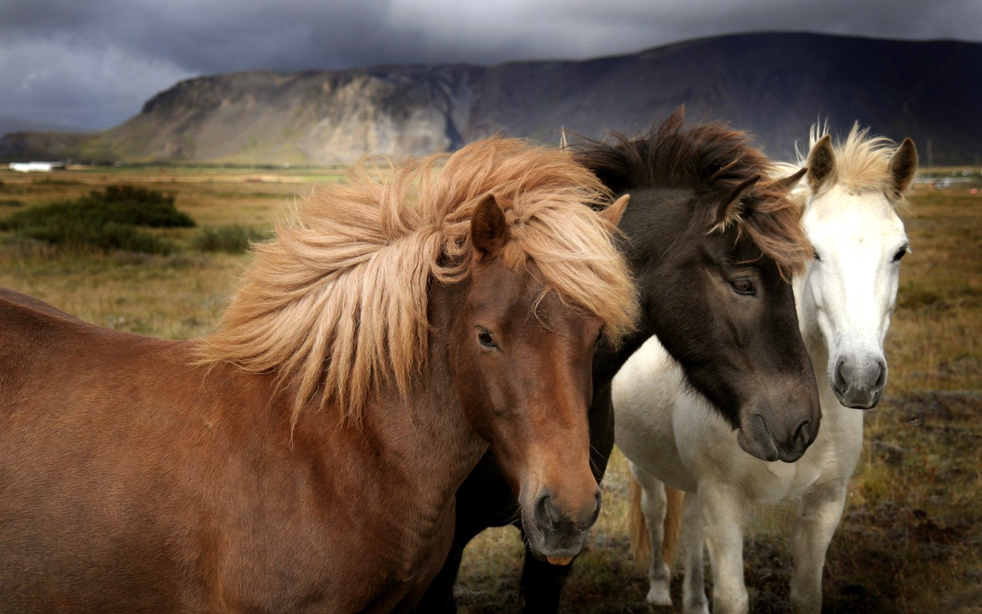 horse the field mountain nature pasture grass color wool mane