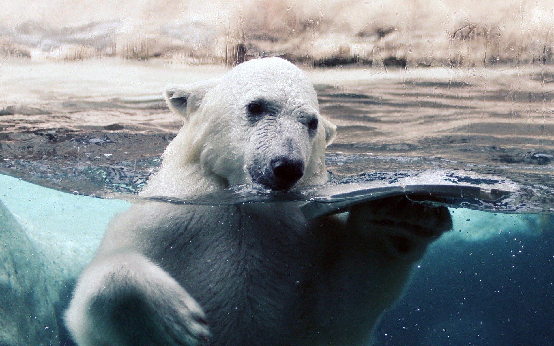 blanco oso agua vidrio gotas