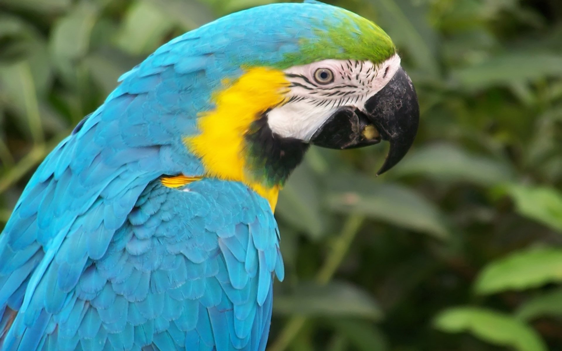 pájaro loro pico. azul