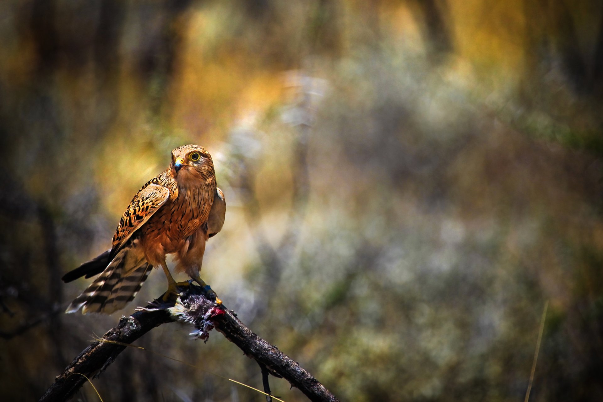 pájaro depredador presa halcón halcón