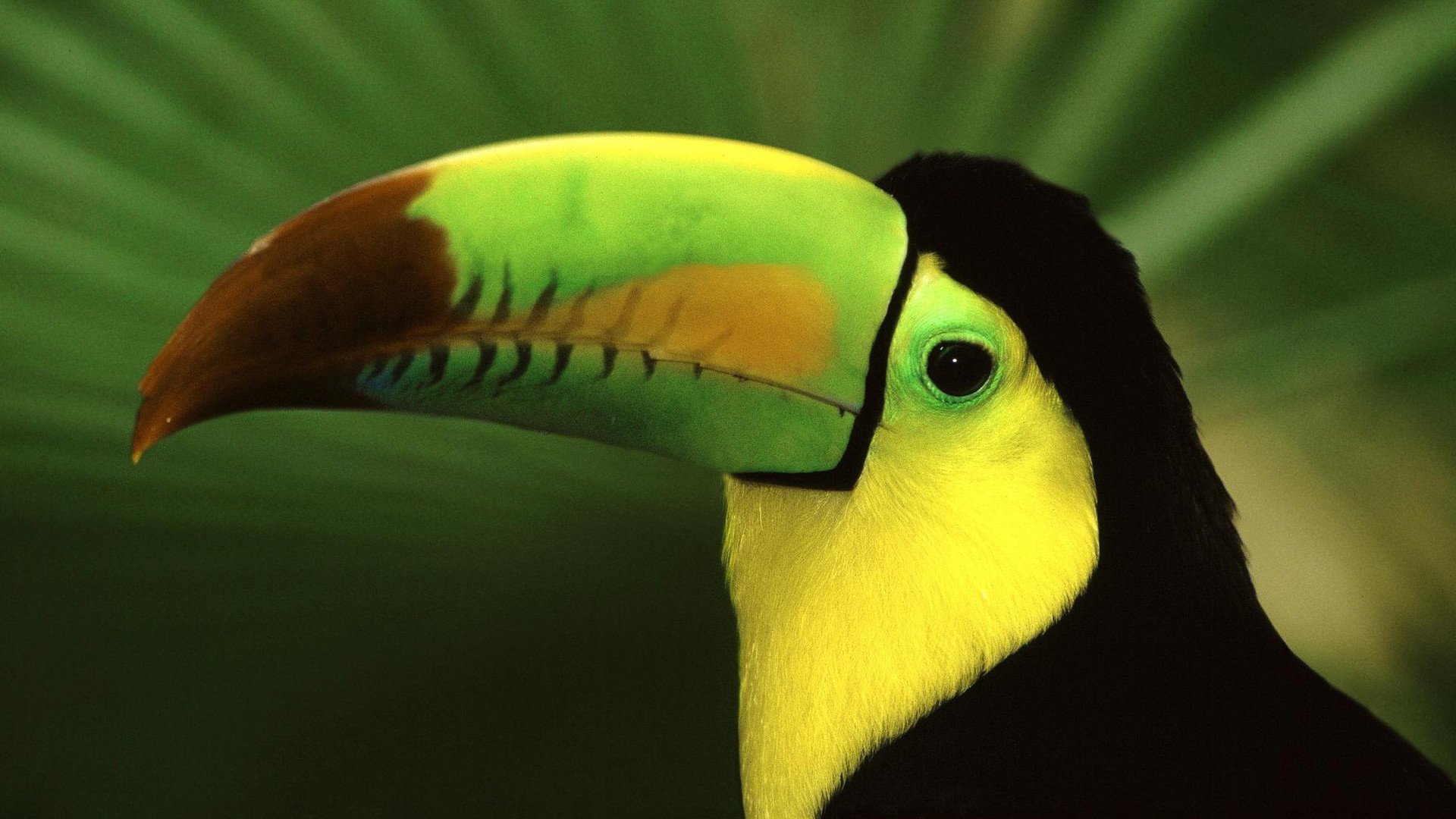 toucan poultry birds close-up exotic bird