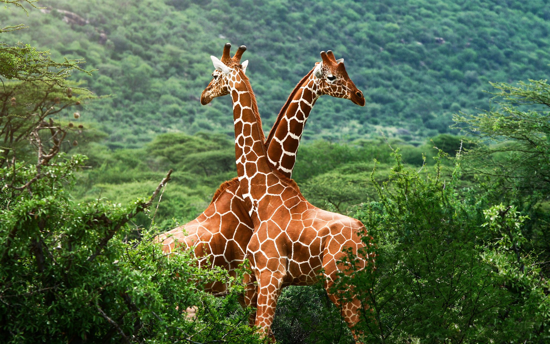 giraffen afrika savanne grüns