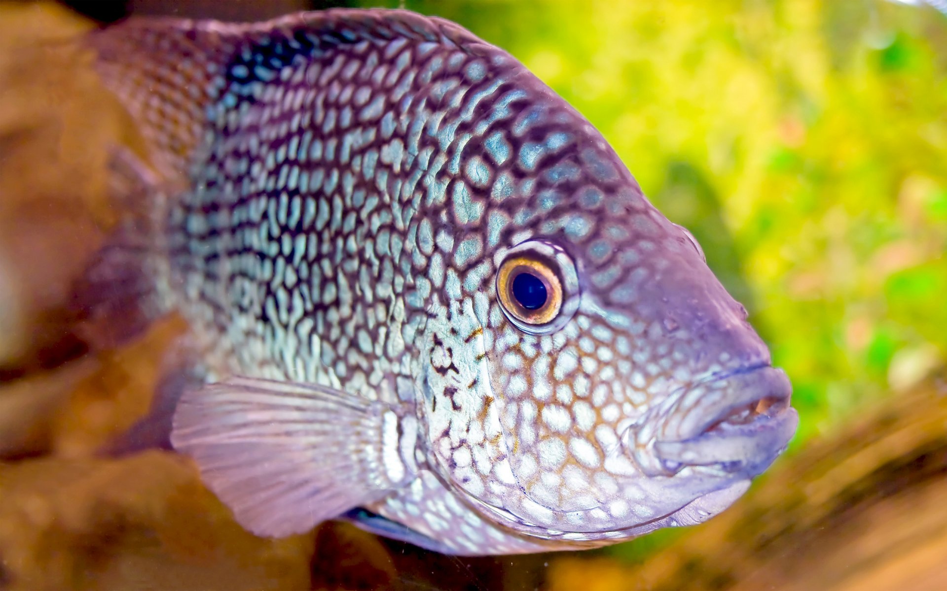 acquario pesce carta da parati