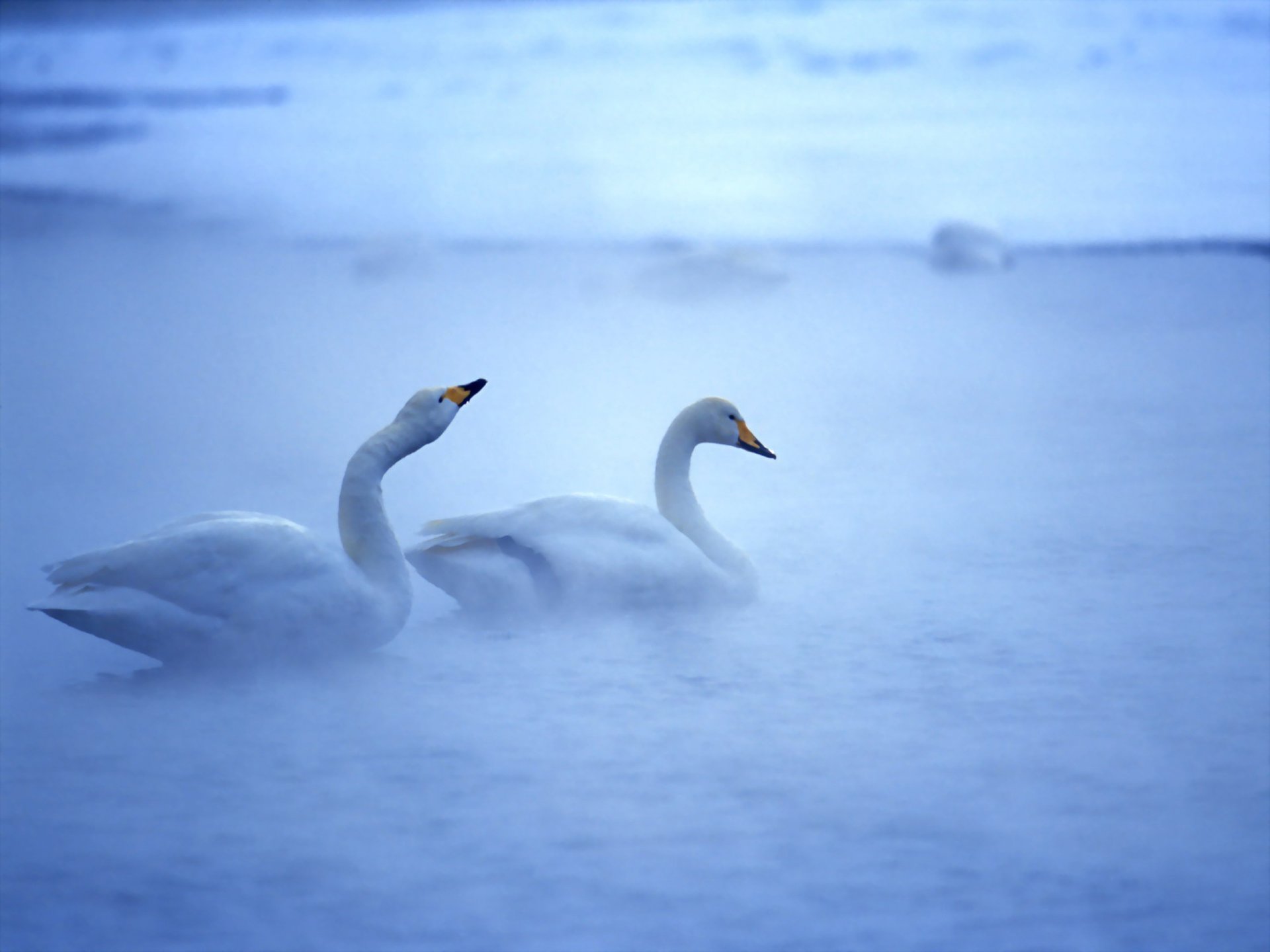 agua aves cisnes