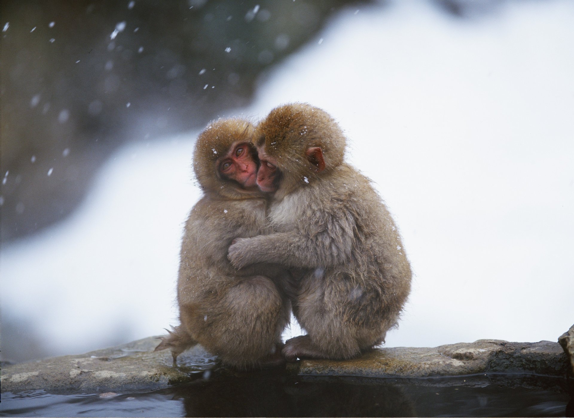 monos abrazando tomando el sol frío nieve invierno agua fondo de pantalla