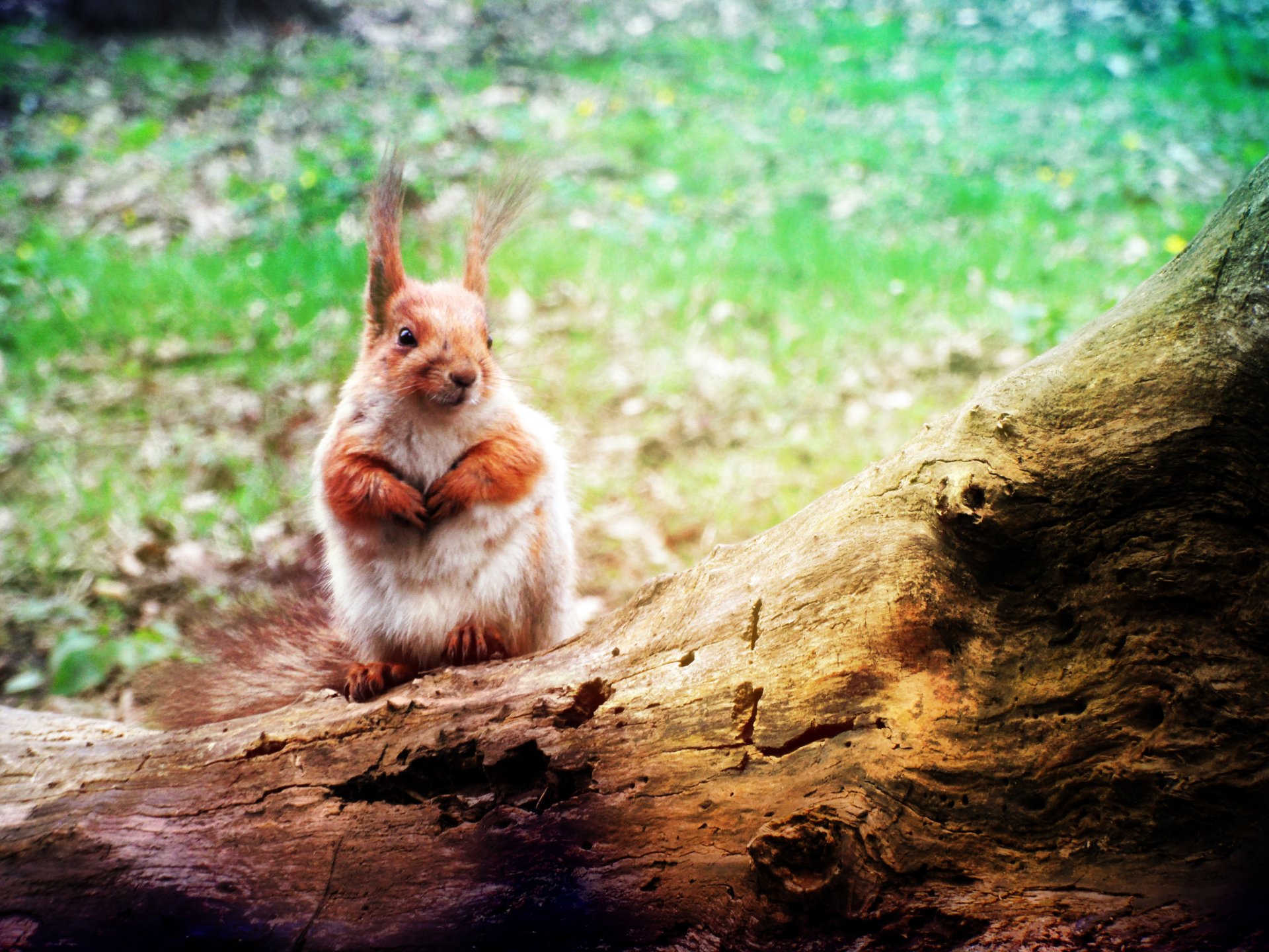 hintergrundbilder eichhörnchen tiere eichhörnchen