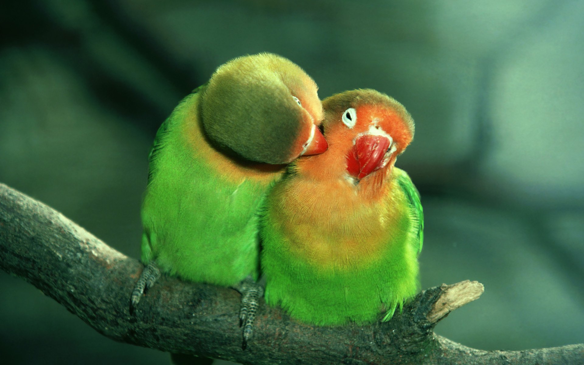 loros verde amor