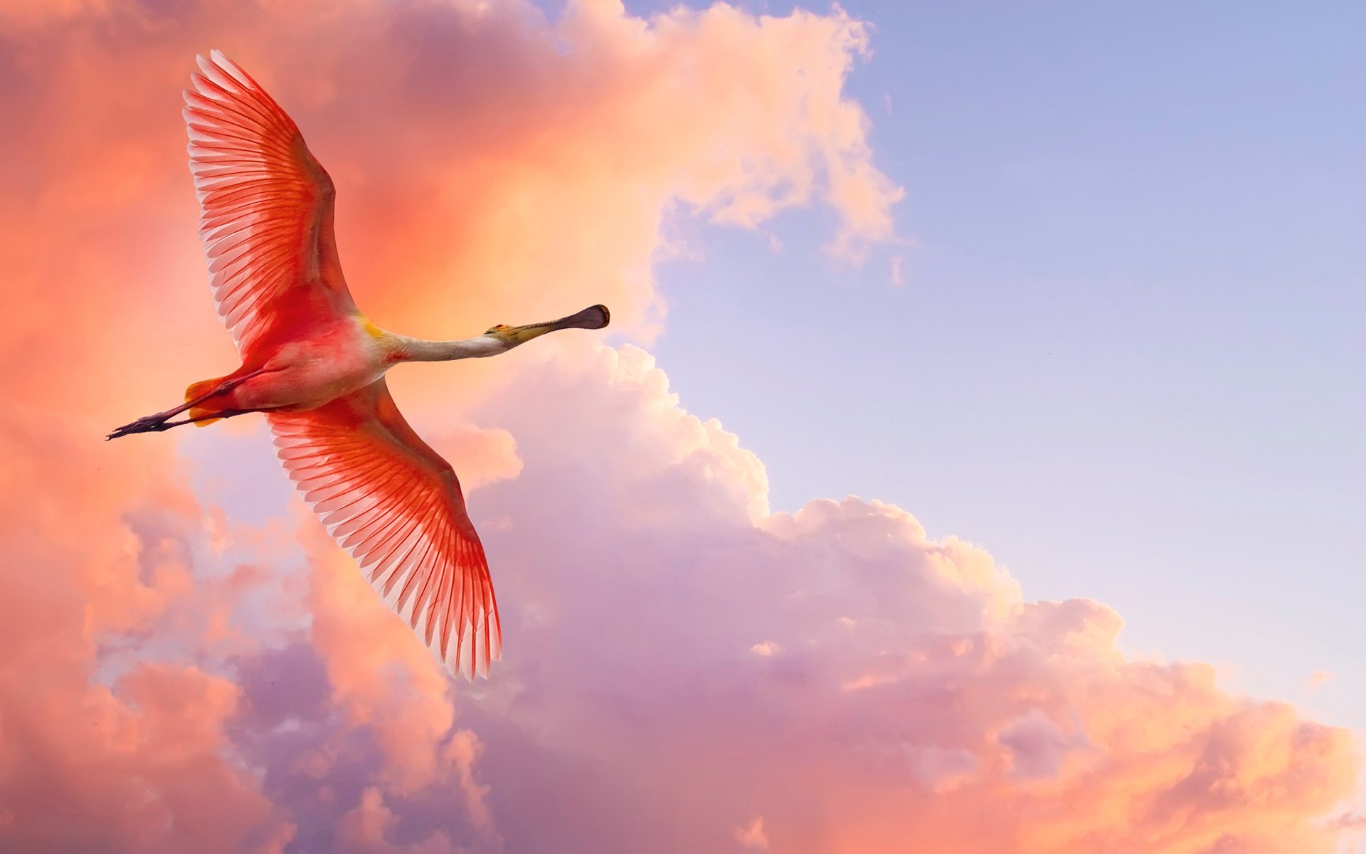 background sky clouds poultry wings plumage beak