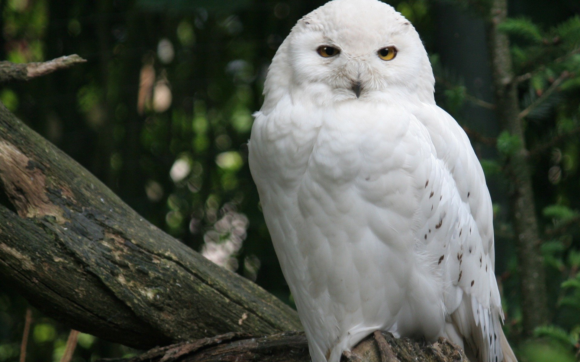 hibou des neiges blanc oiseau arbre forêt