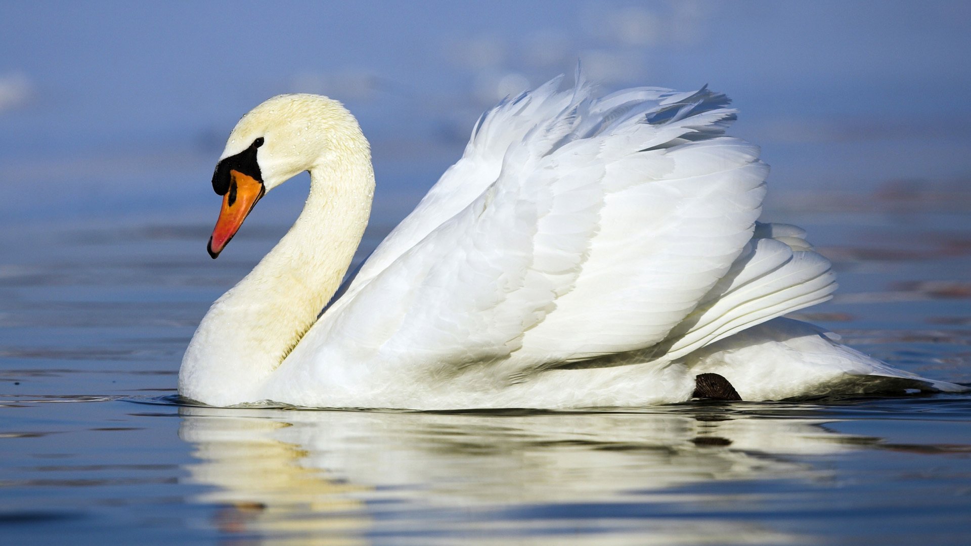 blanc cygne oiseau nage