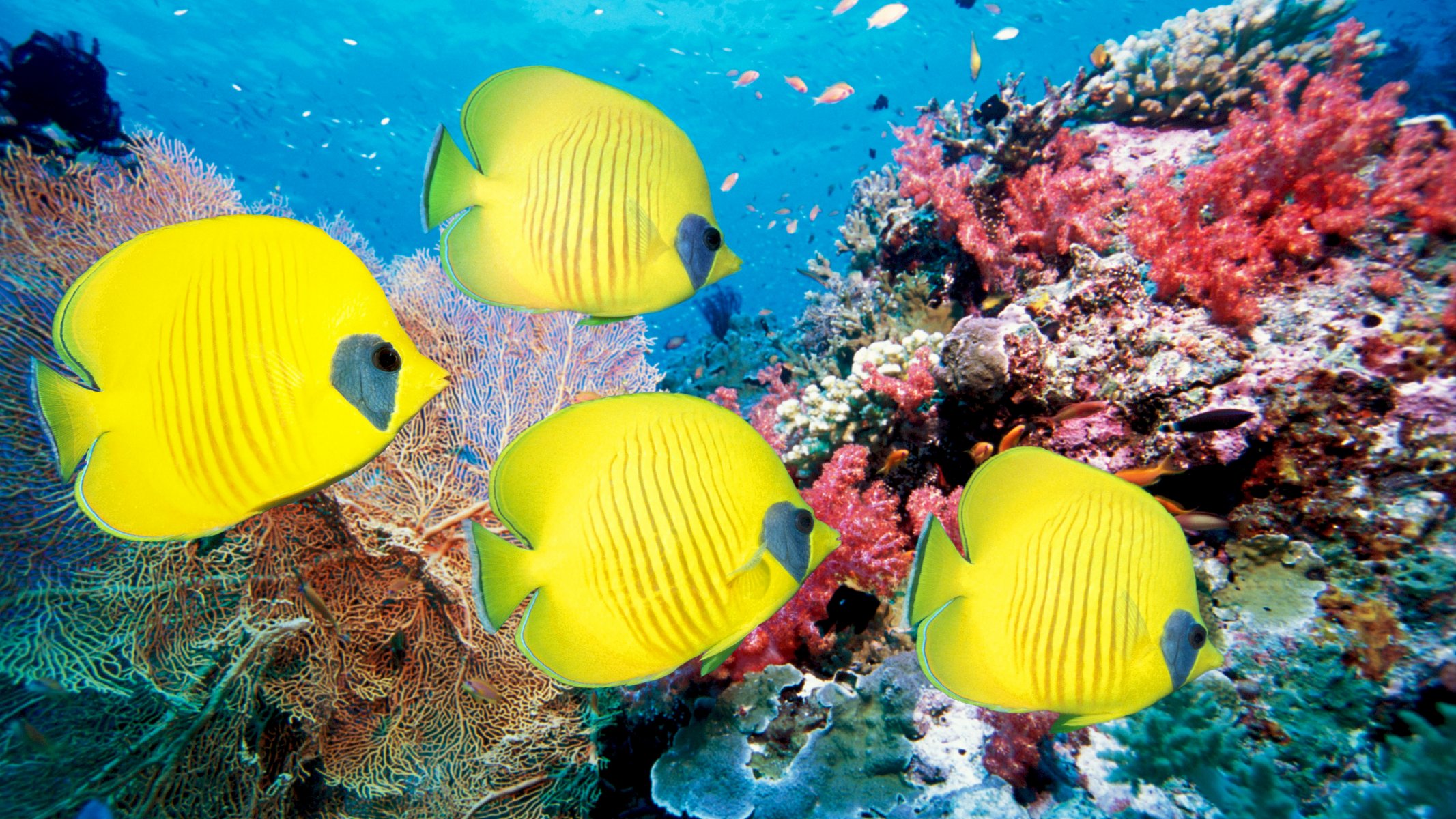 underwater world sea fish fish coral