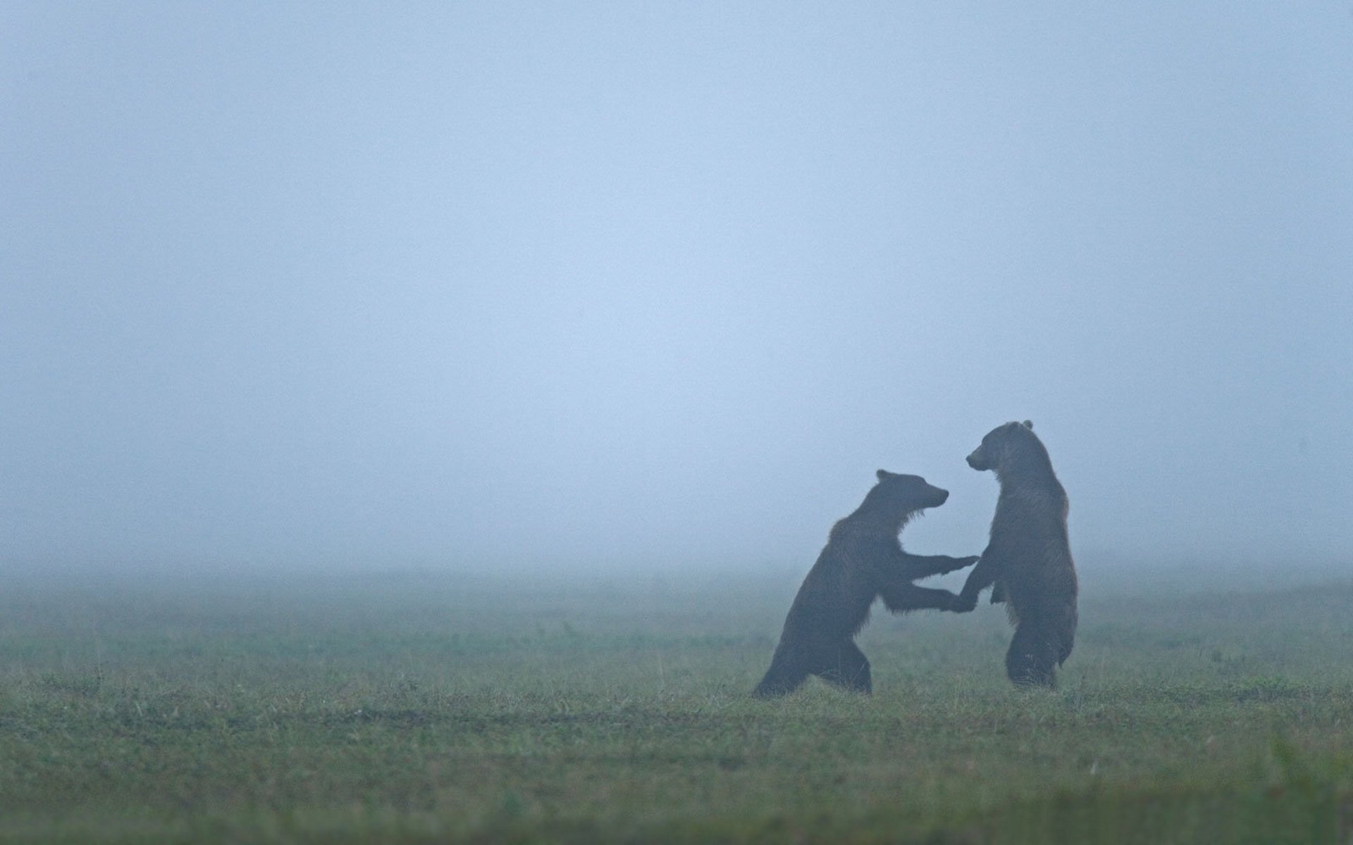 animals bears fog haze bear wildlife