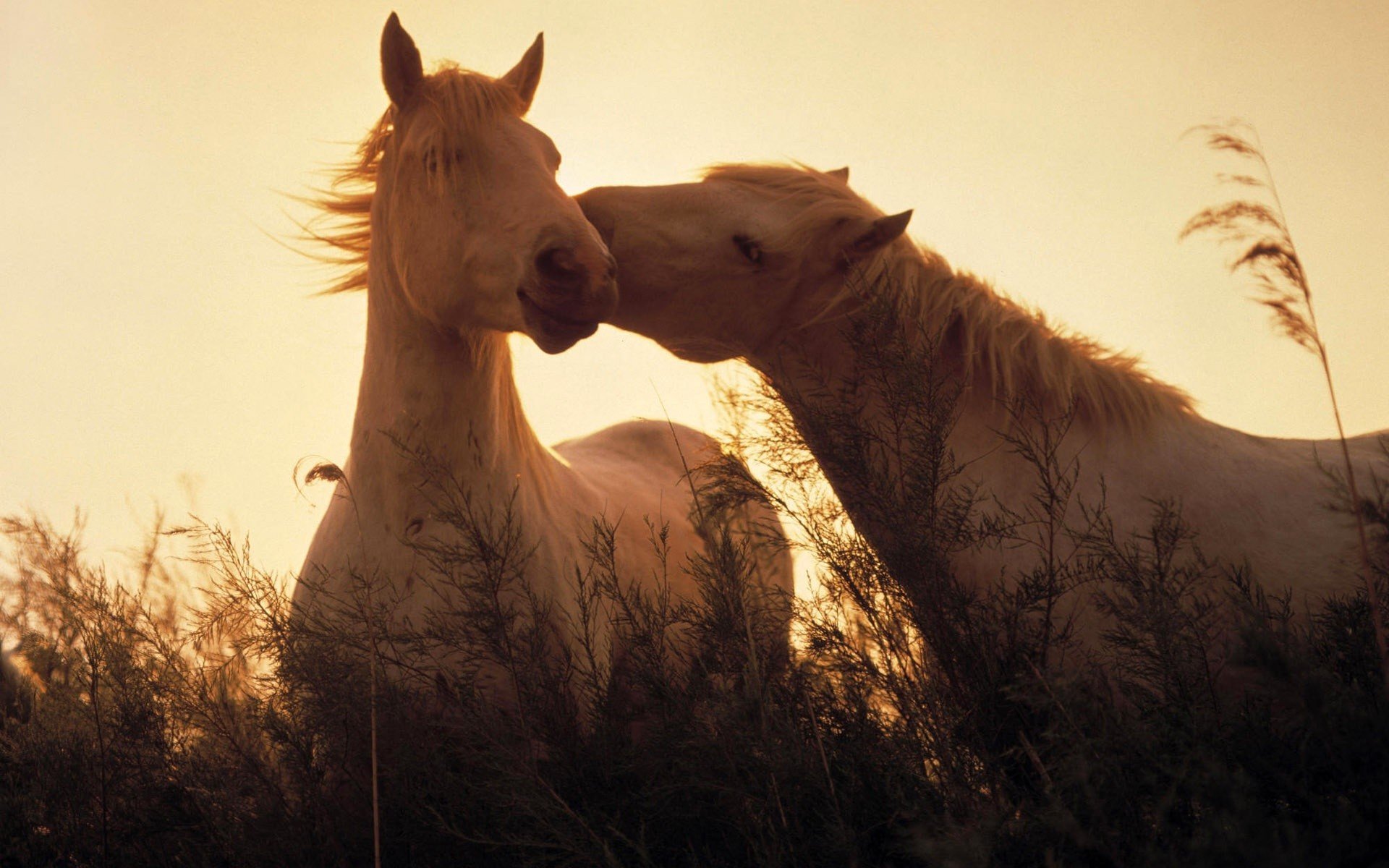 animaux chevaux chevaux lumière herbe animaux