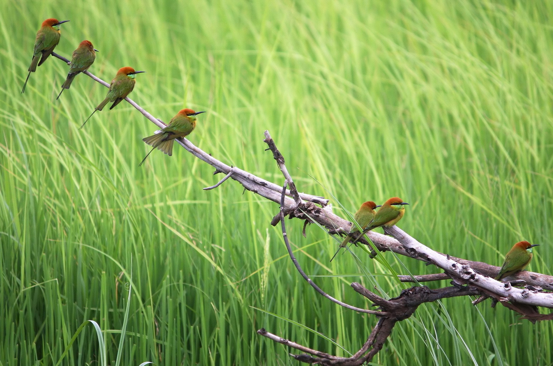 aves verano naturaleza