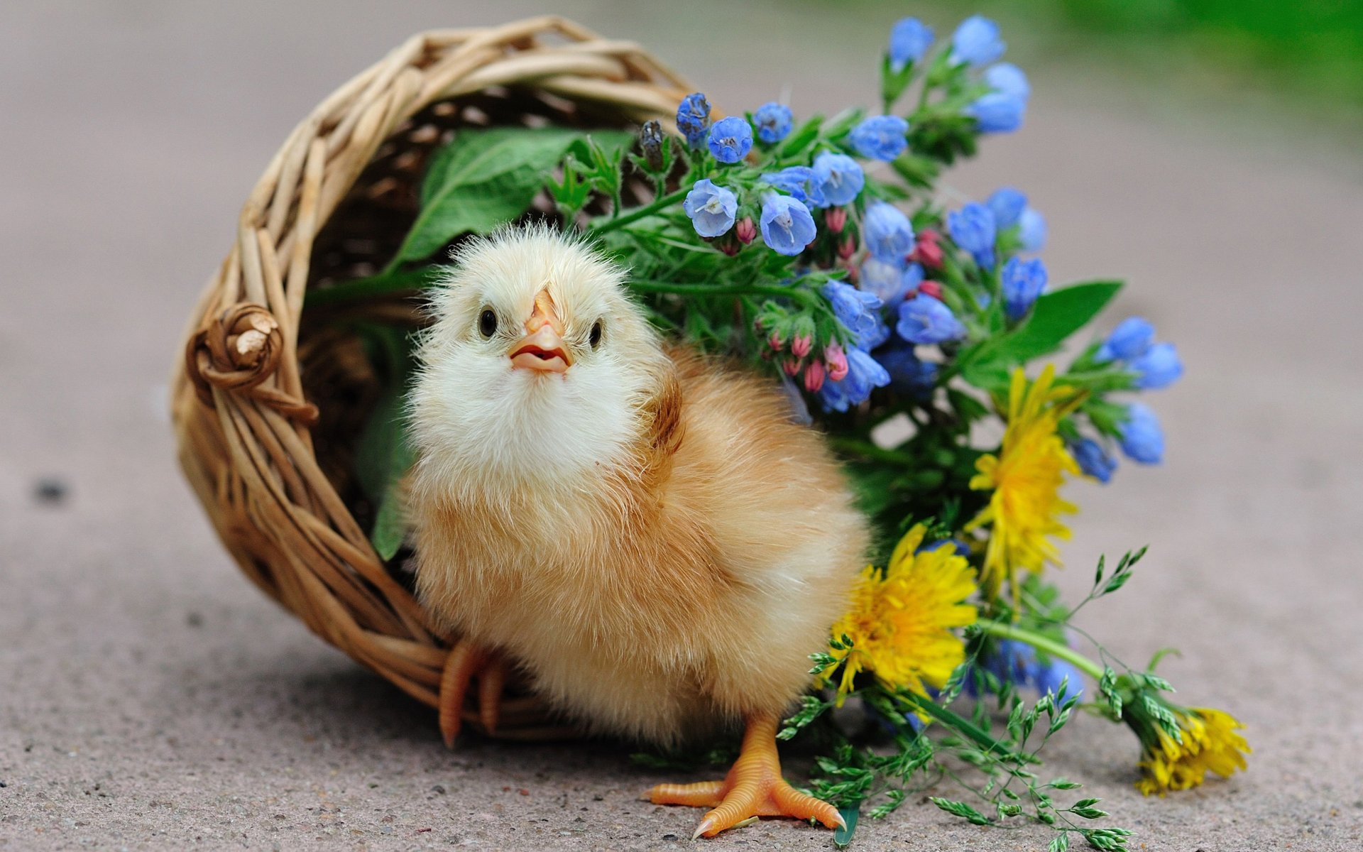 poultry chick basket flower