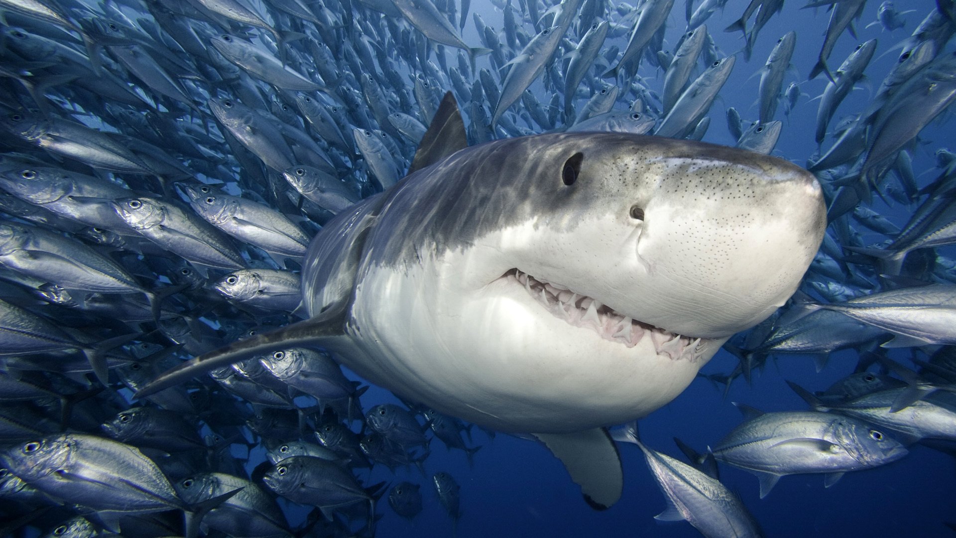 requin blanc poissons mer