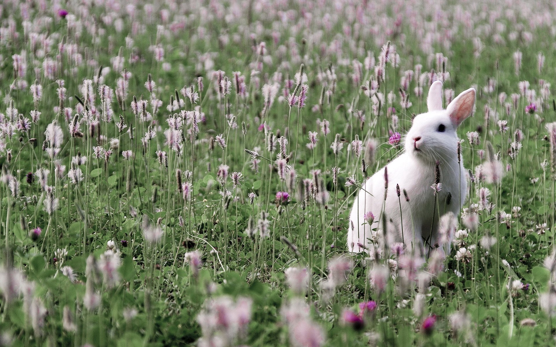 champ herbe verdure épillets fleurs feuilles trèfle lièvre écureuil