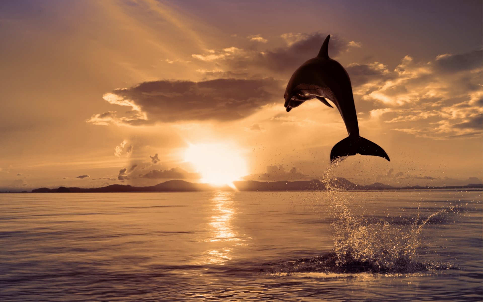 dolphin sea flowers nature jump