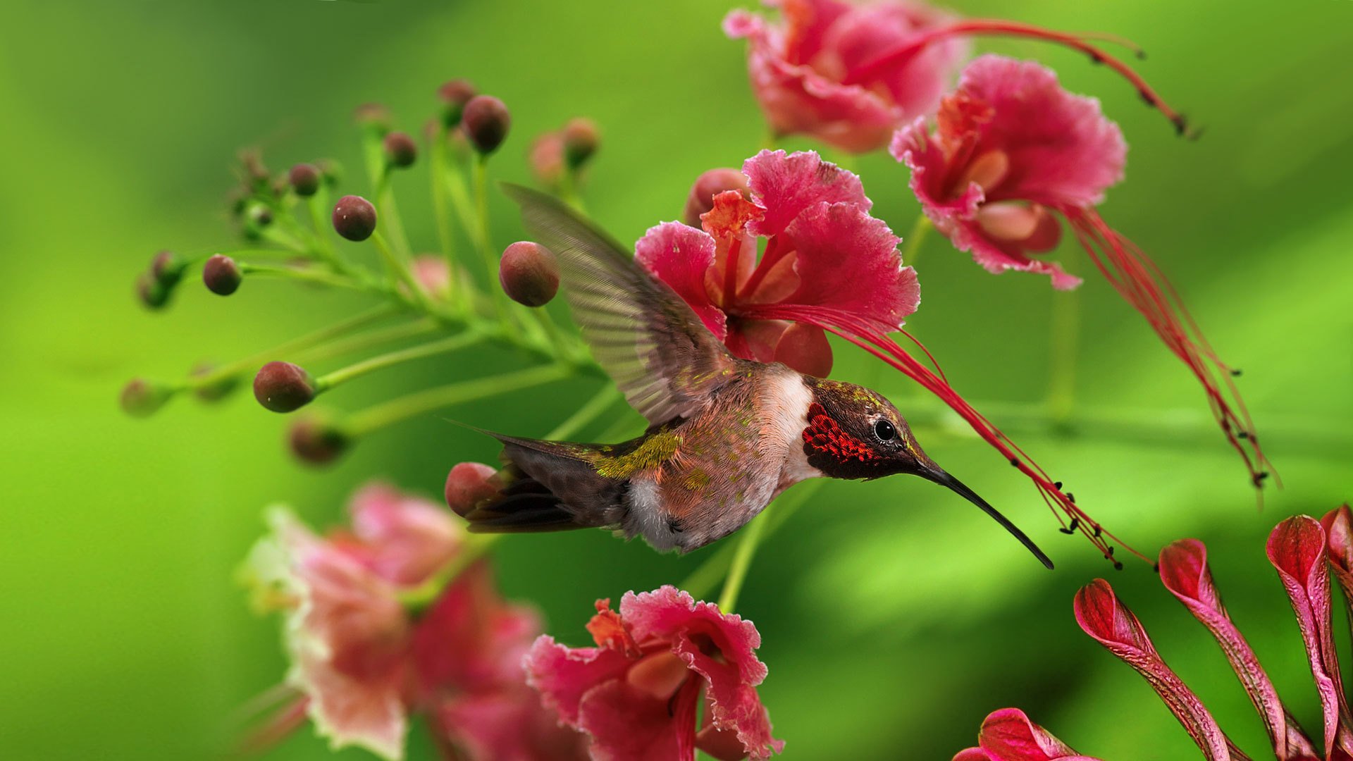 colibri oiseau fleurs