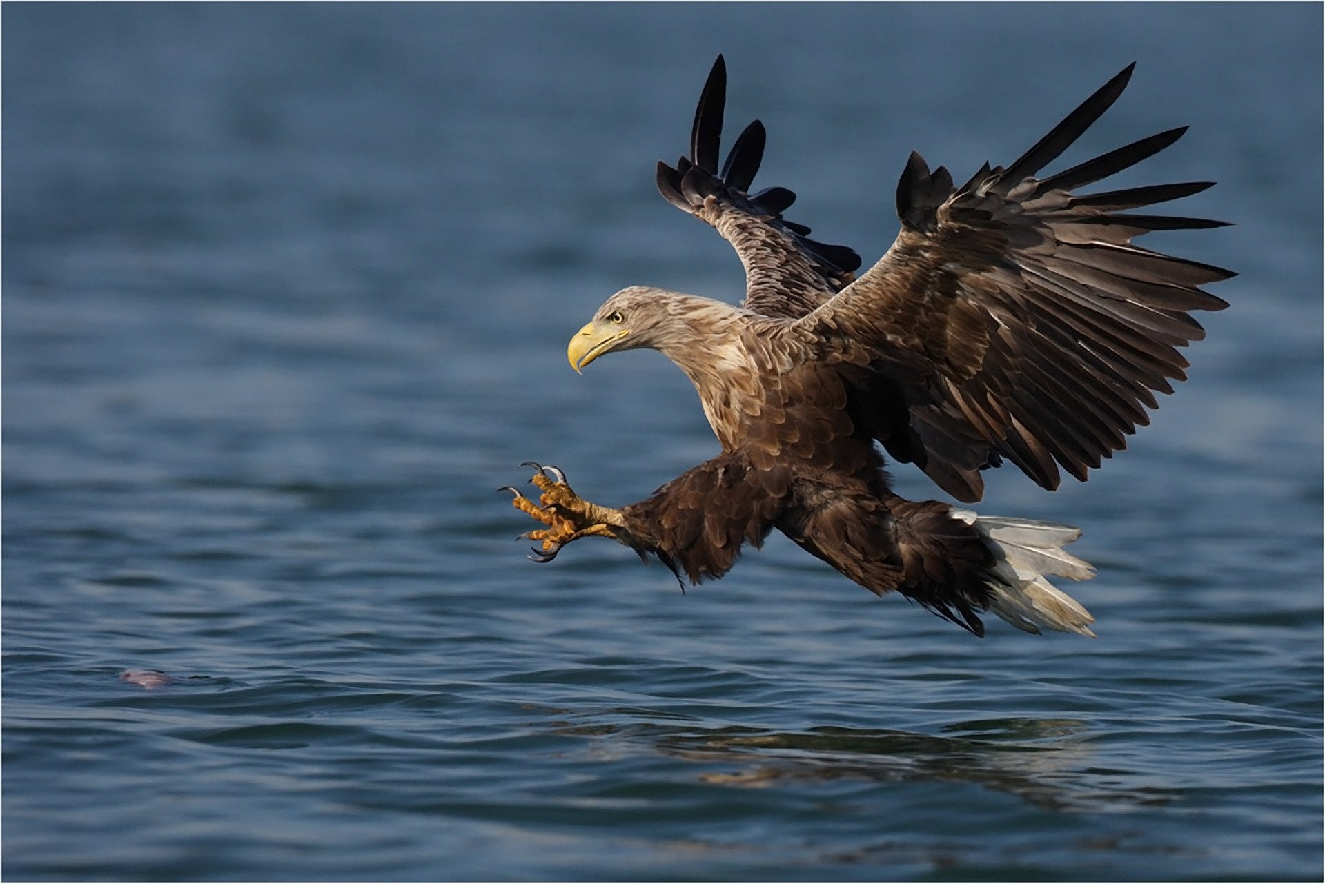 eau oiseau ailes battement