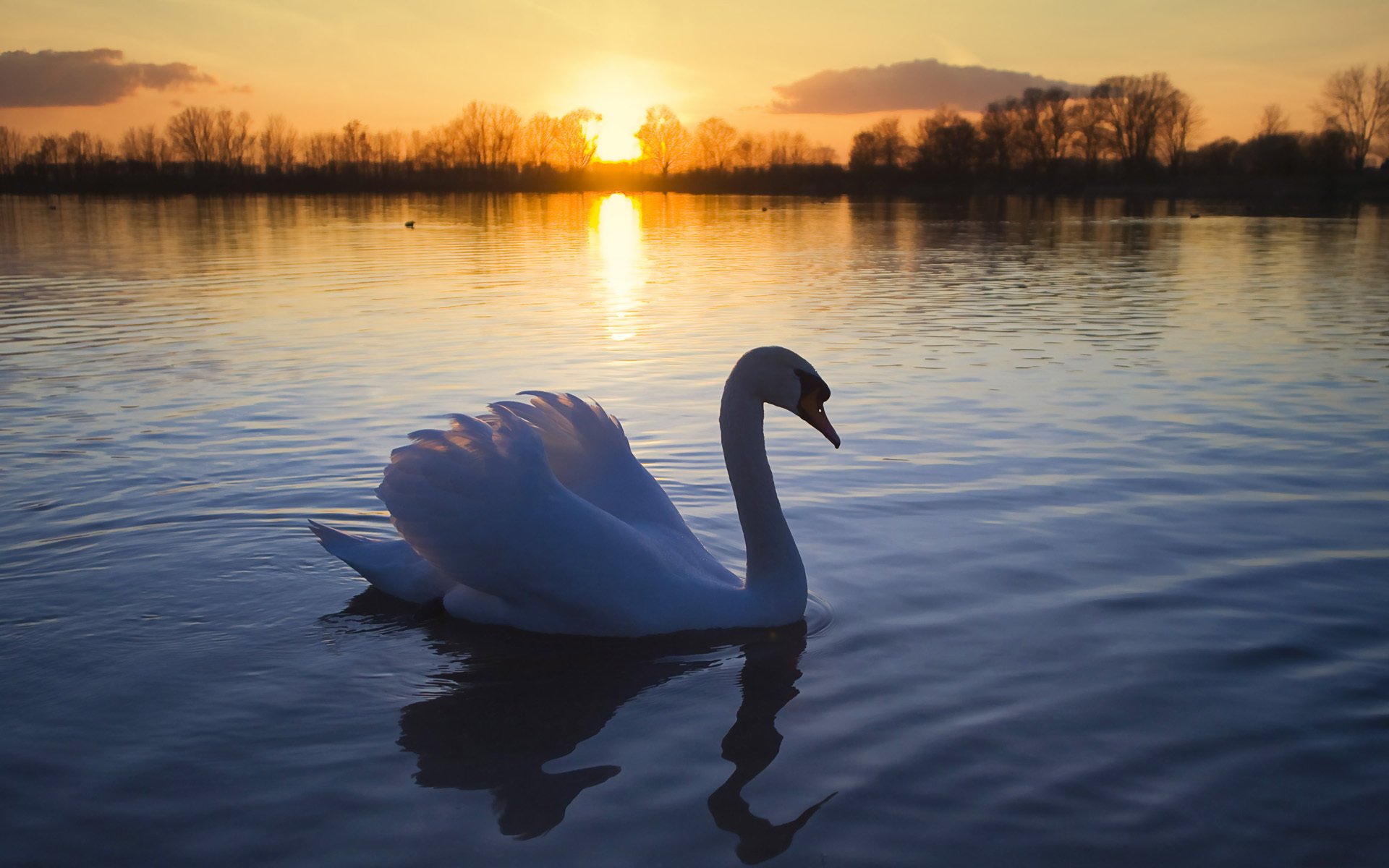 cisne pájaro lago sol romance