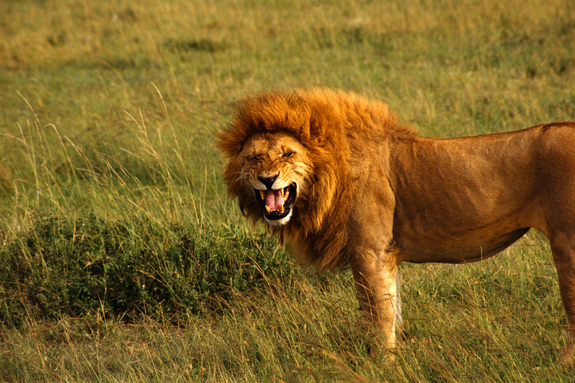 lion roi crinière grogne gueule