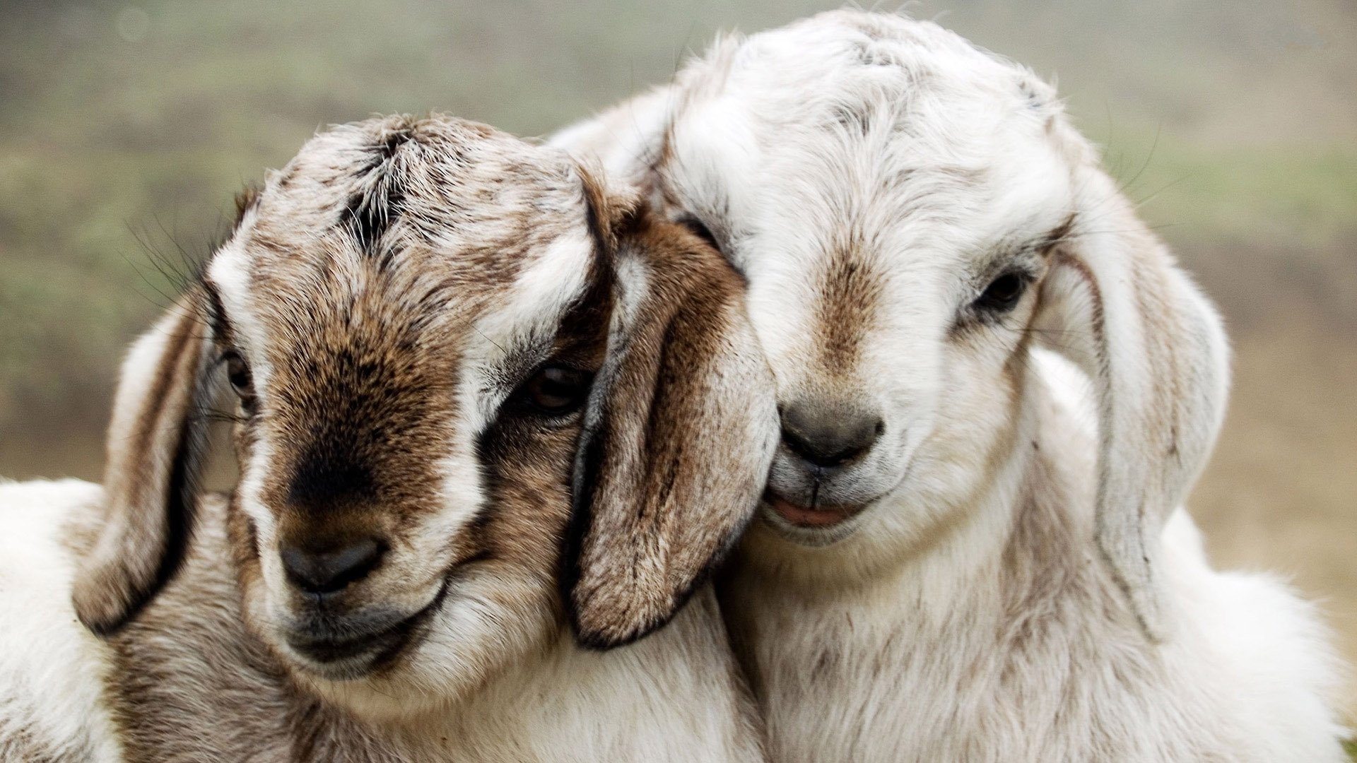 cabras cabras pareja hocico orejas