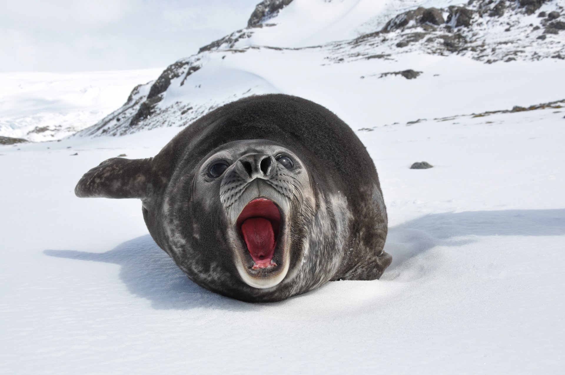 éléphant de mer mirounga leonina neige roches océan hiver géorgie du sud presque antarctique... loin en général