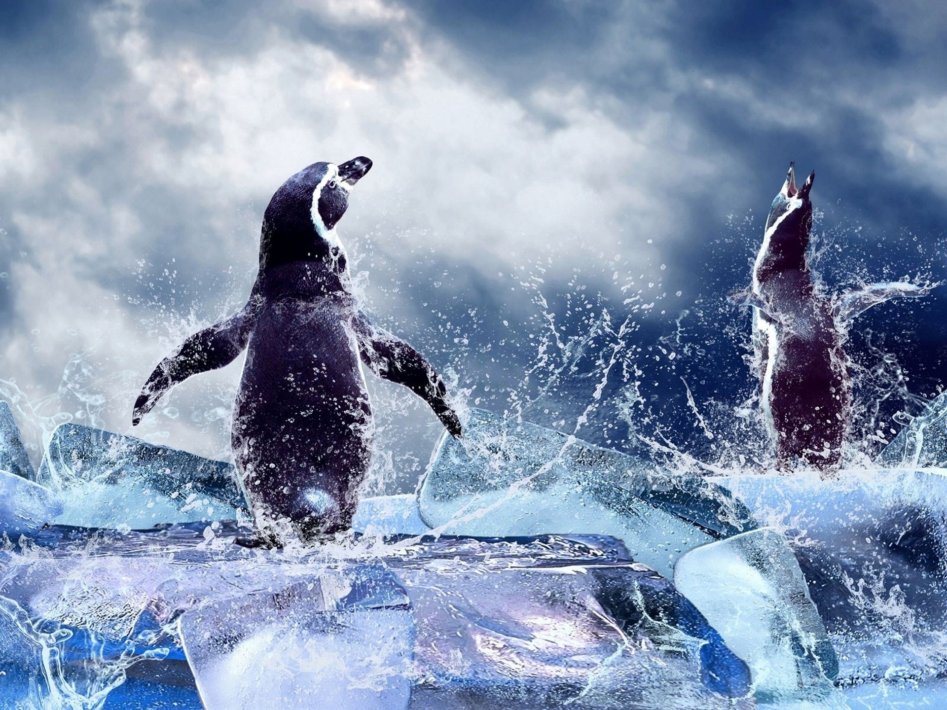 penguins water drops spray