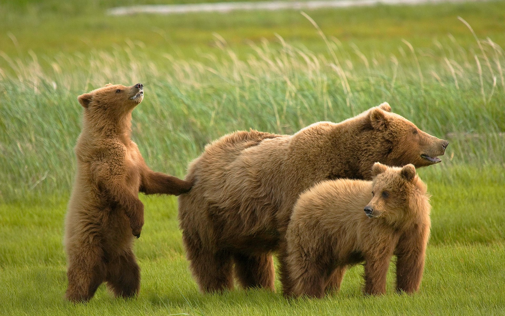 bears cubs grizzlie