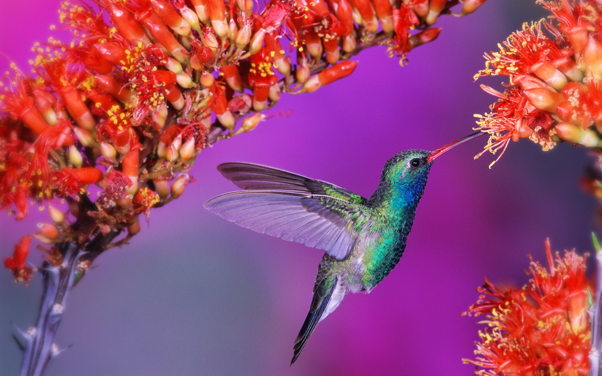 vogel kolibris blumen