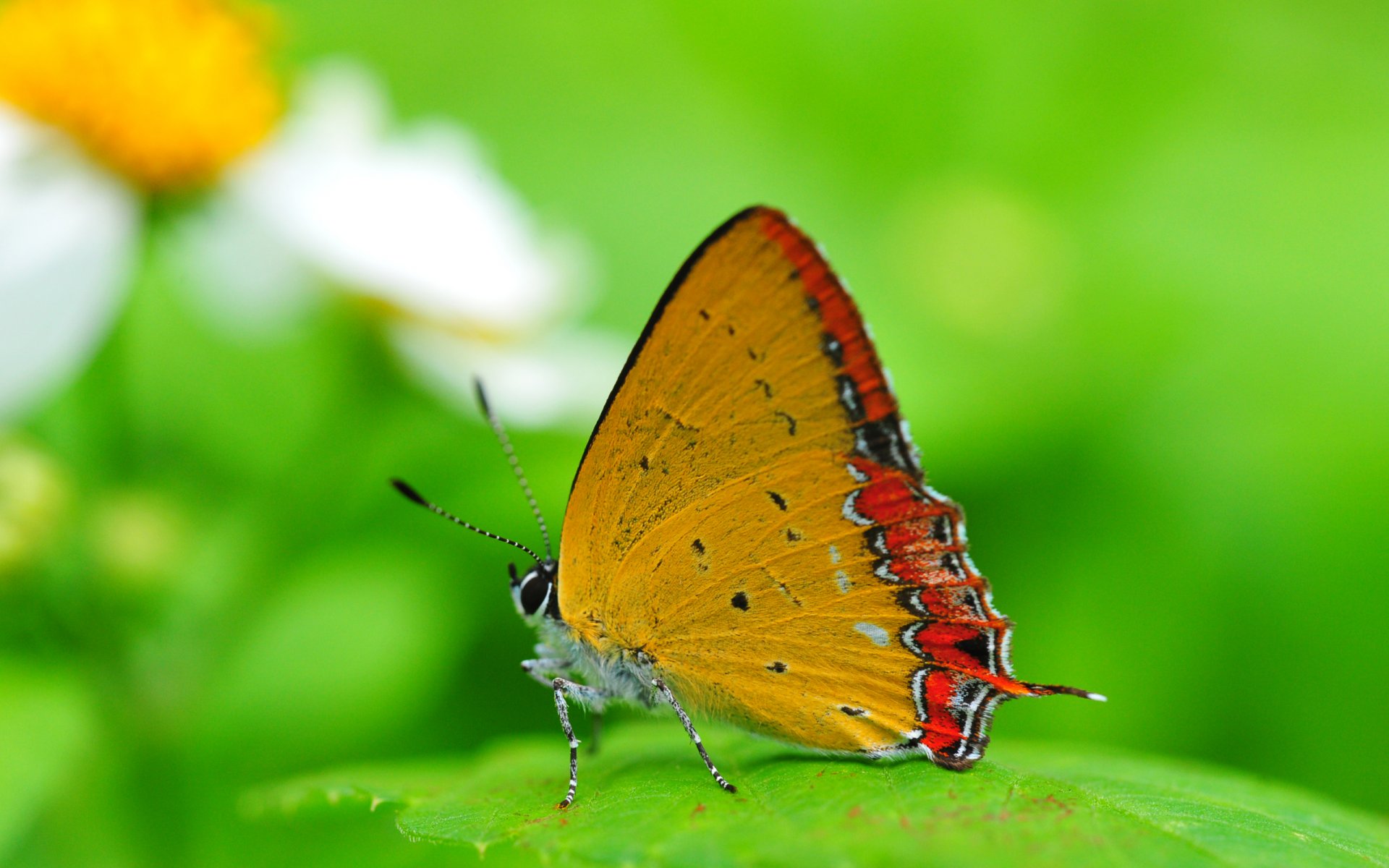 fond papillon ailes insecte