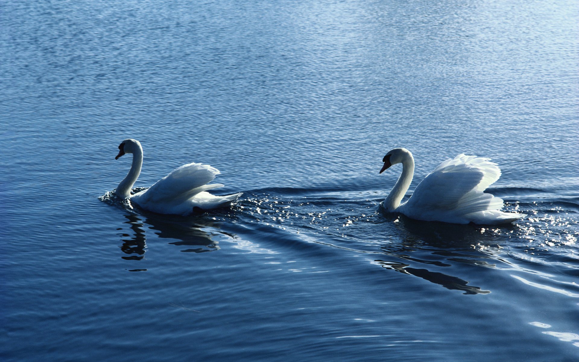 aves agua ondas vapor blanco cisnes