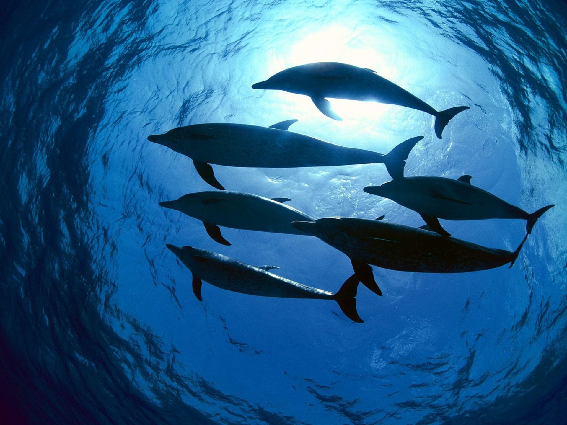 delfines bandada luz agua océano