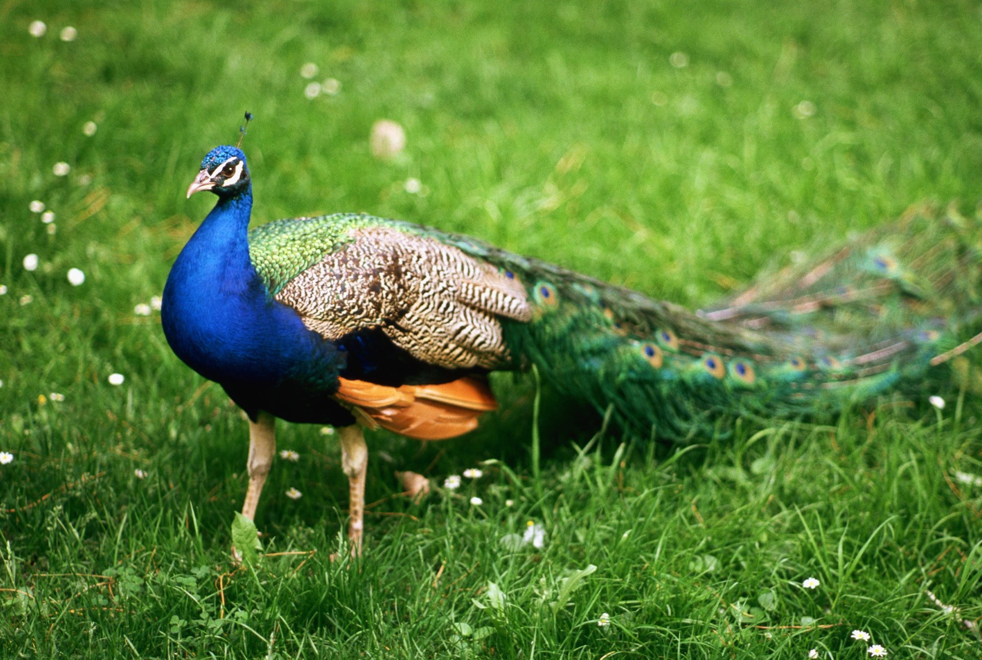 animals birds peacock male handsome walk sports travel feathers india