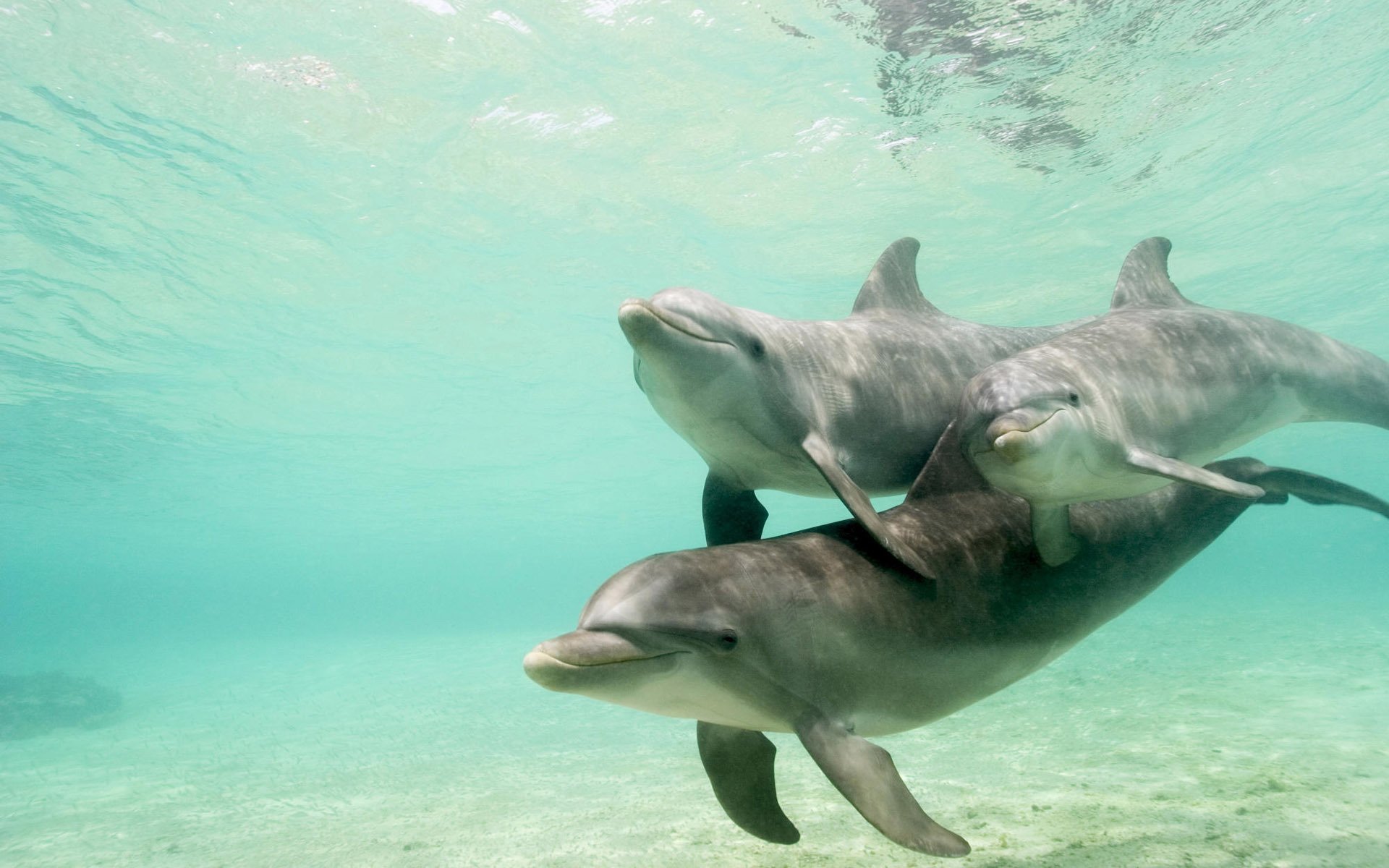 dolphins water article underwater world