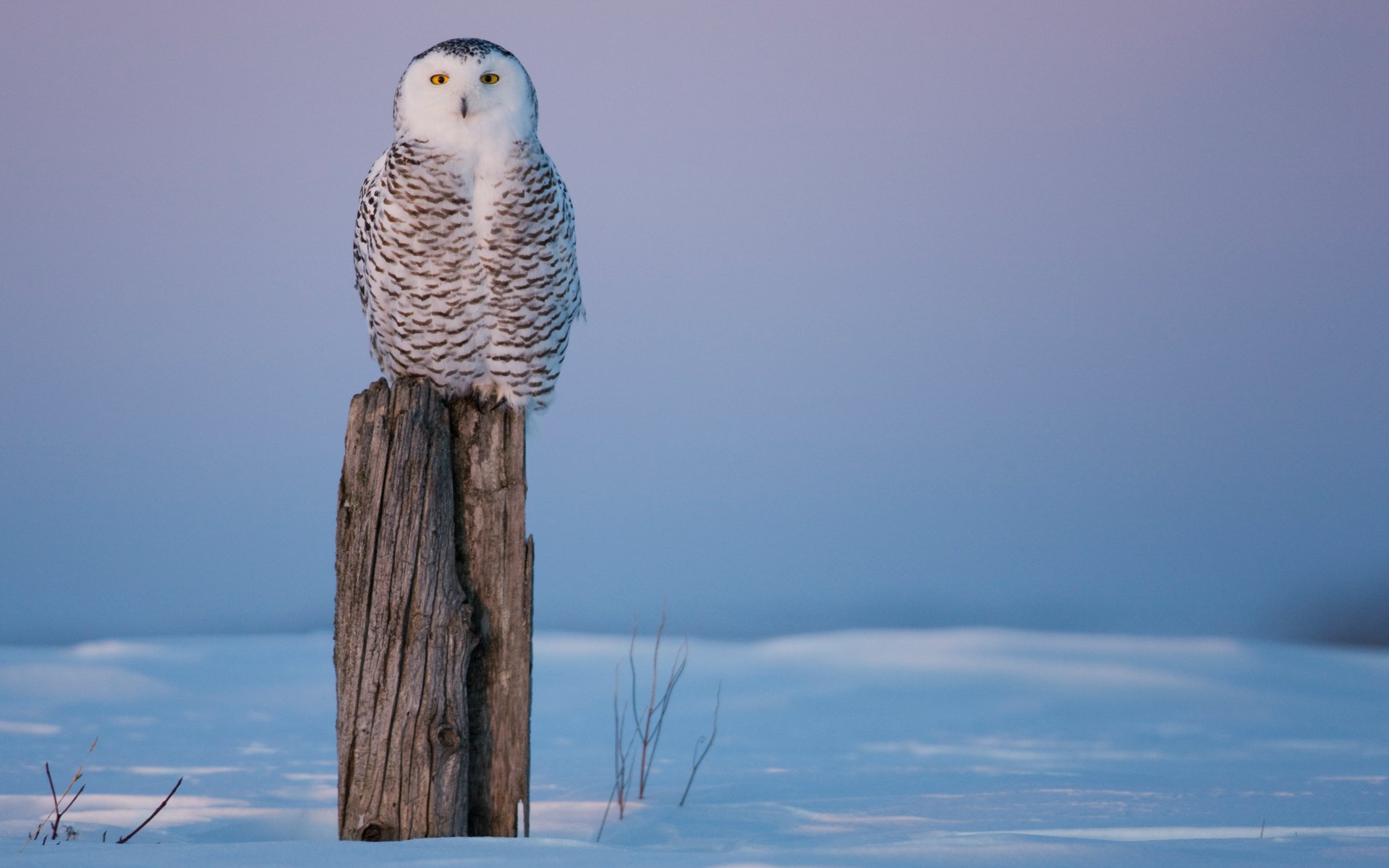 eule vogel stumpf stumpf winter kälte schnee