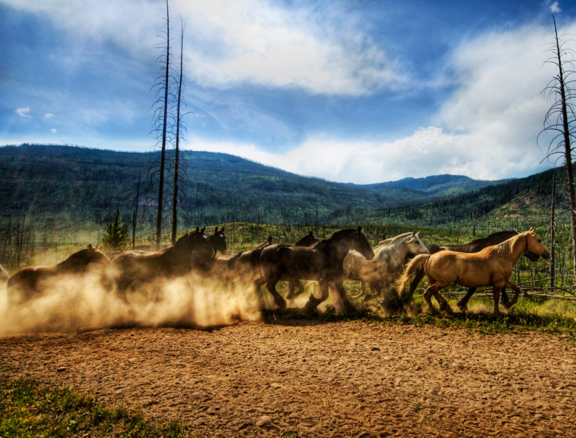 manada caballos carreras de caballos