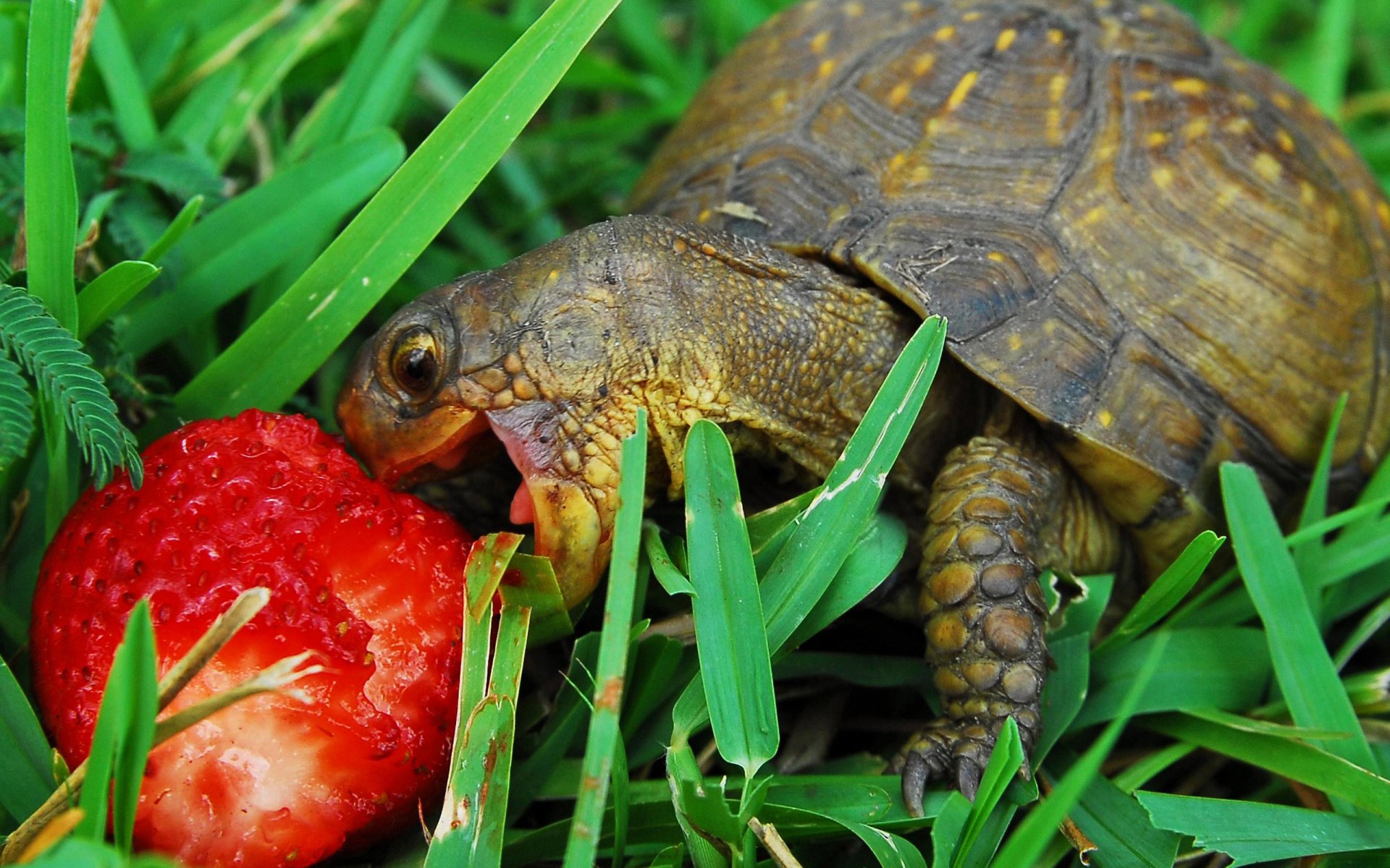 fraise bug petit déjeuner