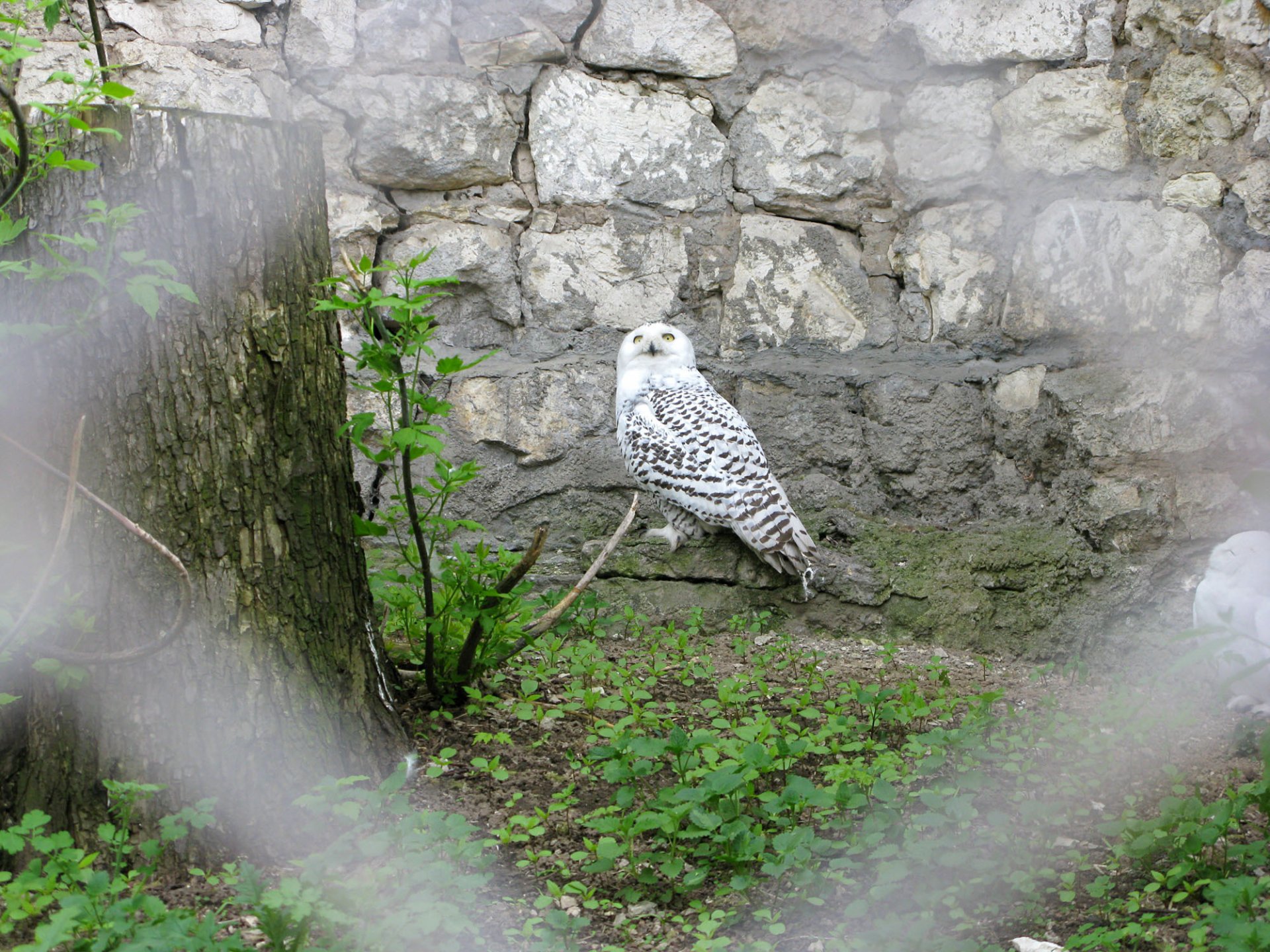 aves búho zoológico