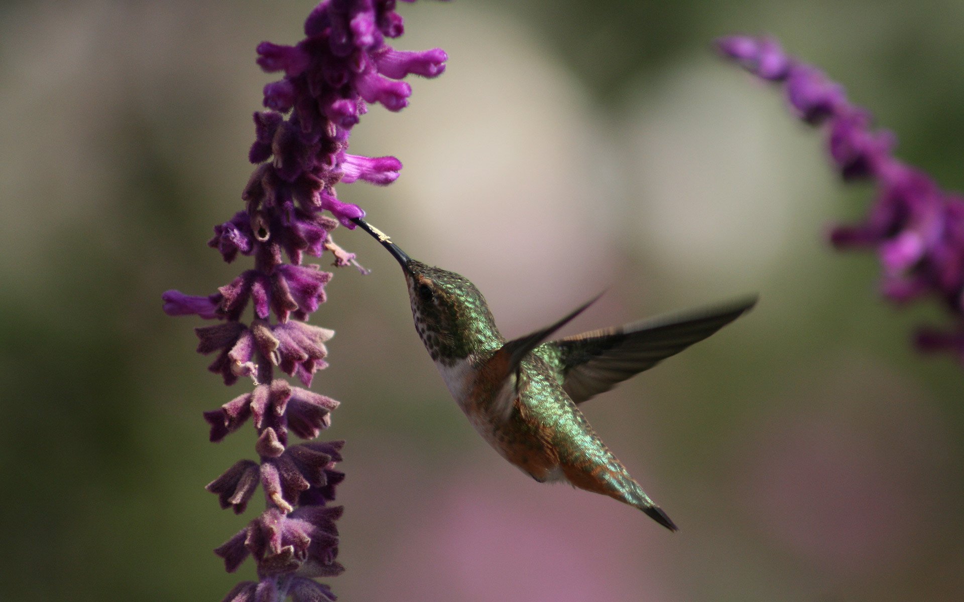 colibrí hermoso fondo de pantalla de aves hermoso pajarito alas flores néctar