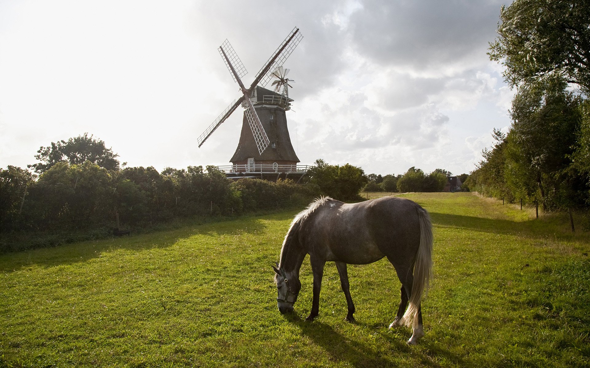 cheval nature herbe arbres moulin