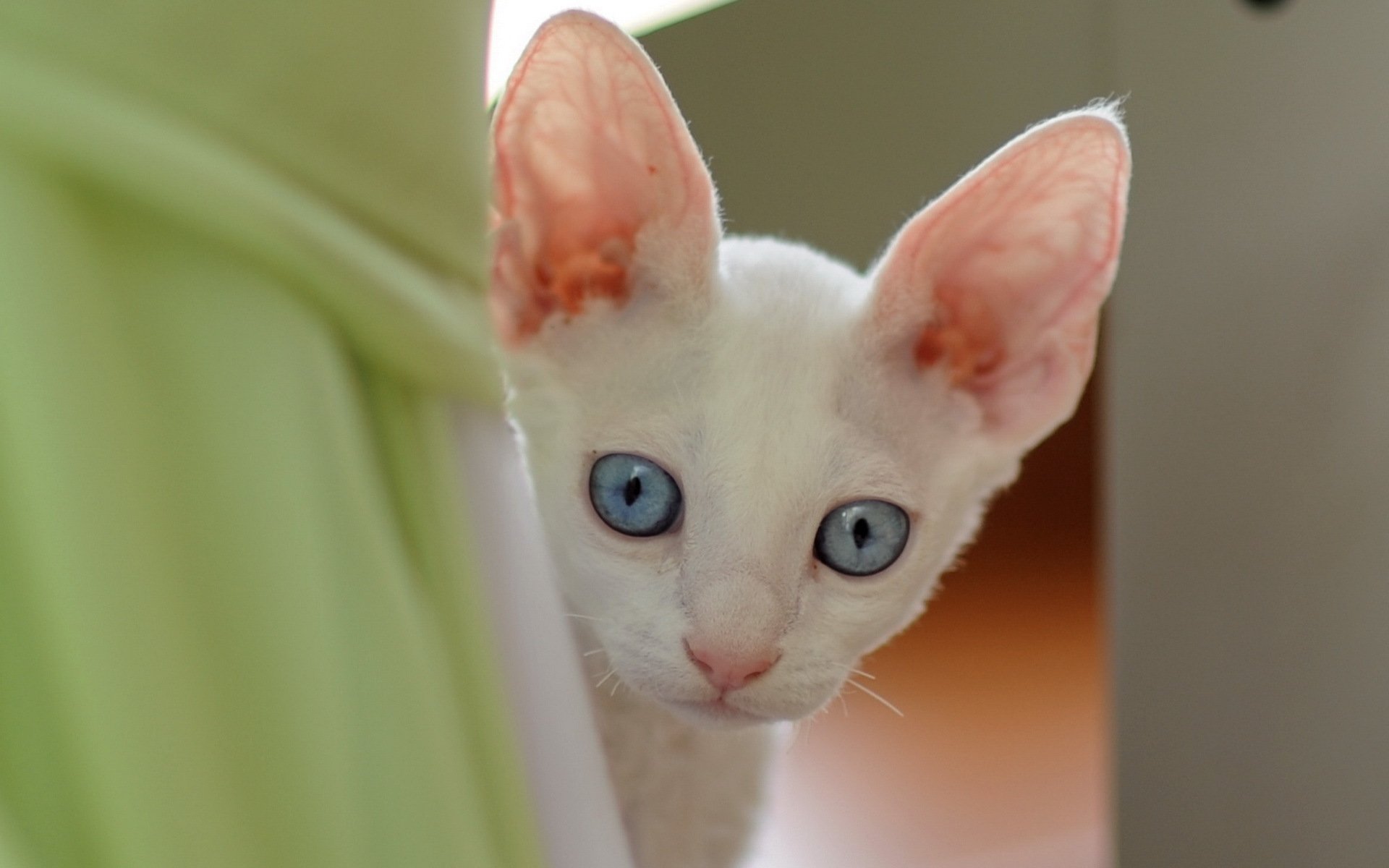 gato amigo ojos