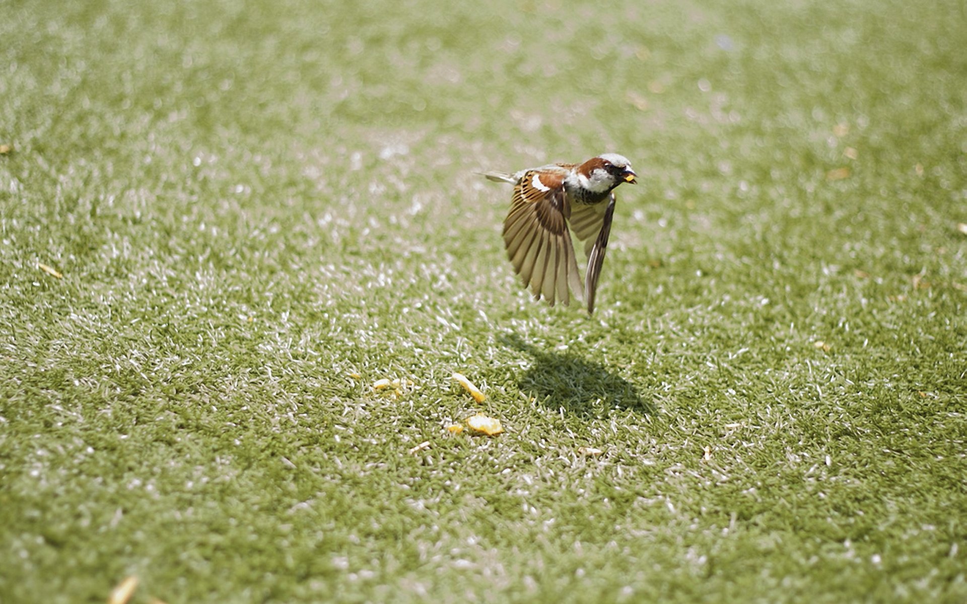 bird poultry sparrow flight motion wings chips grass bokeh