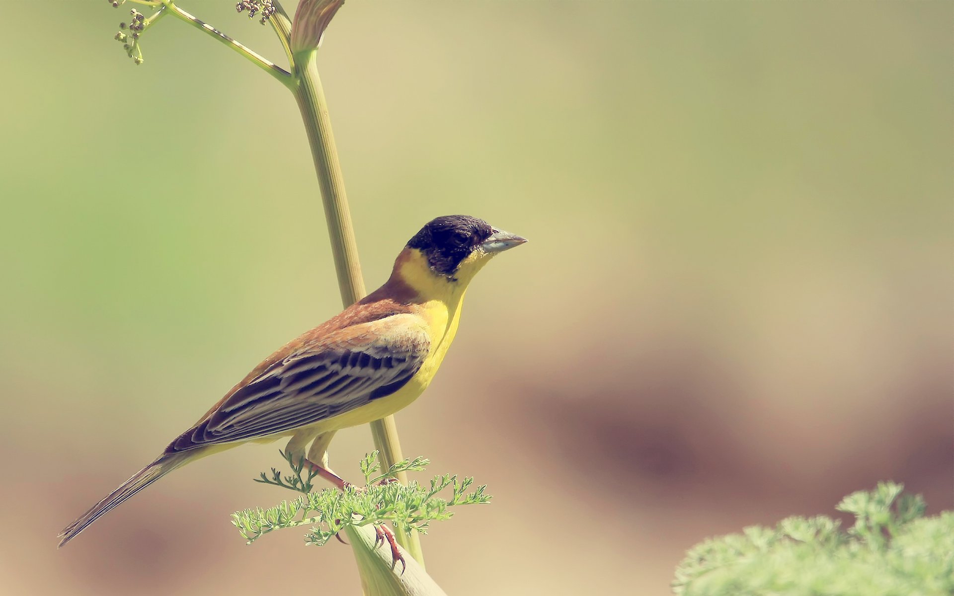 bird bird yellow branch background blurred wallpaper