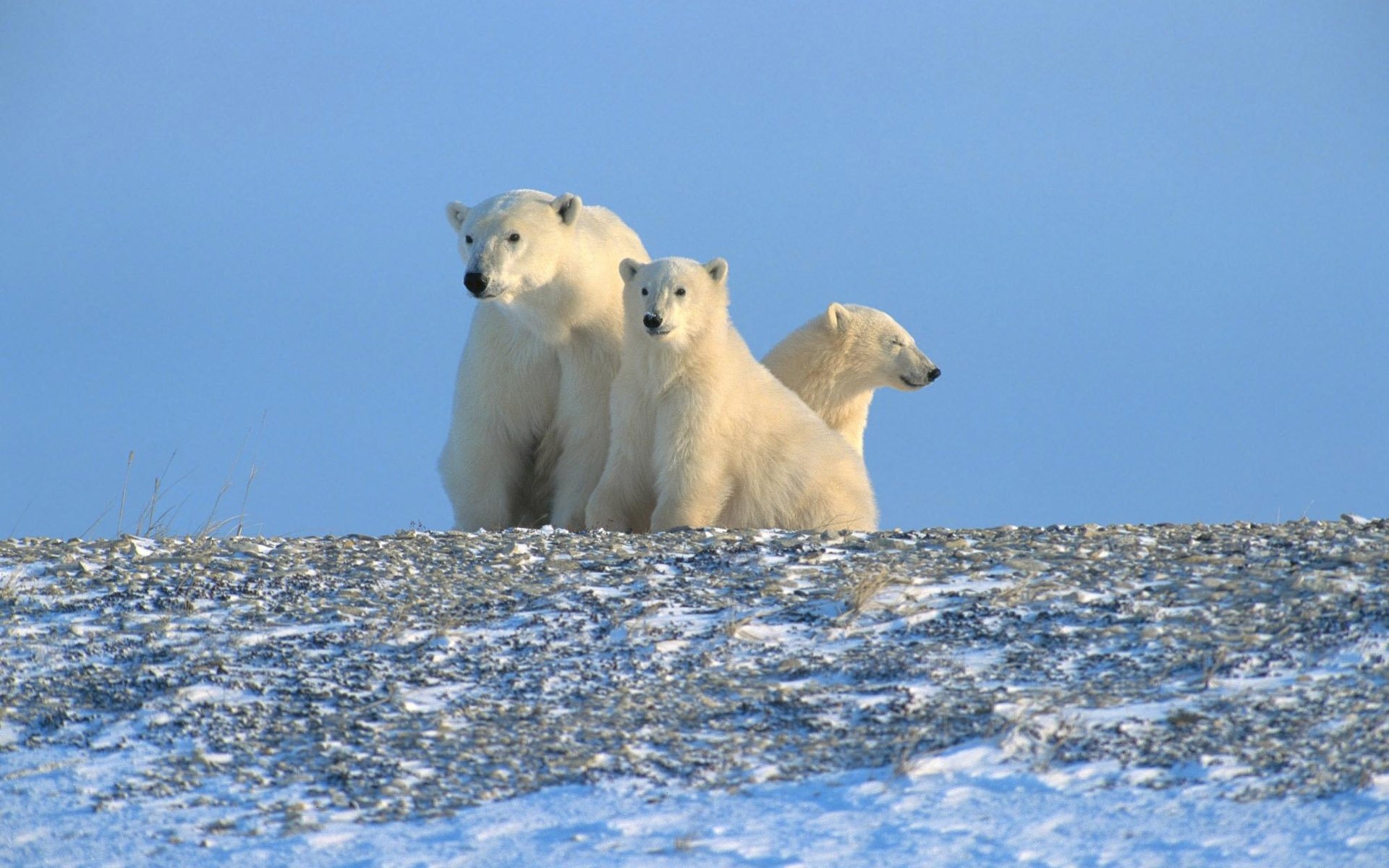 ours polaires arctique nord